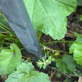 Photo of the plant species Amur Peppervine by @TunefulMelittis named Clooney on Greg, the plant care app