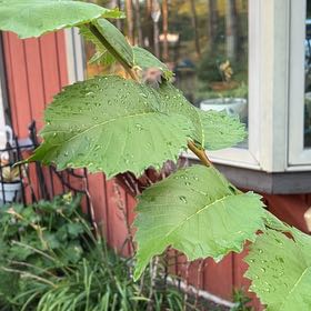 Photo of the plant species American Sycamore by @TunefulMelittis named Naomi on Greg, the plant care app