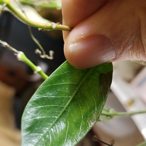 Photo of the plant species Pearl Laceleaf by @FreshSandcherry named Luna on Greg, the plant care app