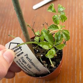 Photo of the plant species Sugar Vine by @Caterpillar named Sonora on Greg, the plant care app