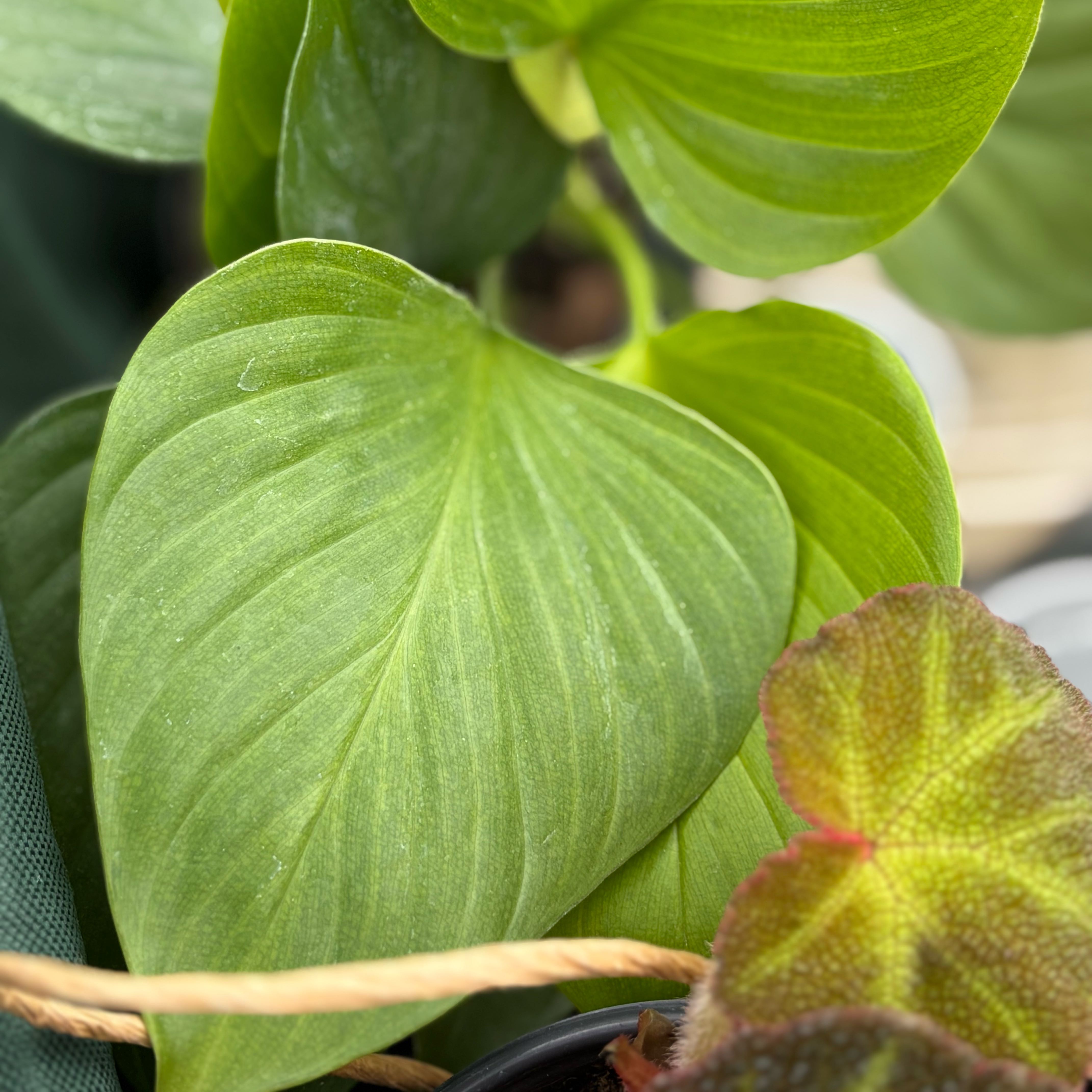 Photo of the plant species Sun Gem by @Brightest.Witch named Aelin on Greg, the plant care app