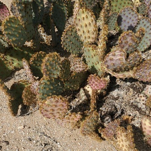 Photo of the plant species Dollar-Joint Prickly Pear by @KindYellowtower named Sage on Greg, the plant care app