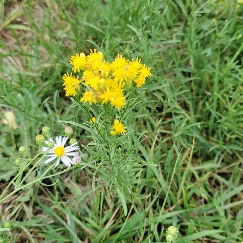 Photo of the plant species Senecio Jacobaea by @KindYellowtower named Sanders on Greg, the plant care app
