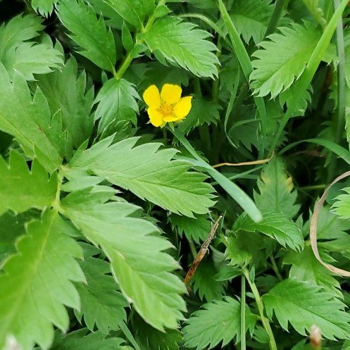 Photo of the plant species Norwegian Cinquefoil by @KindYellowtower named Huckleberry Fern on Greg, the plant care app