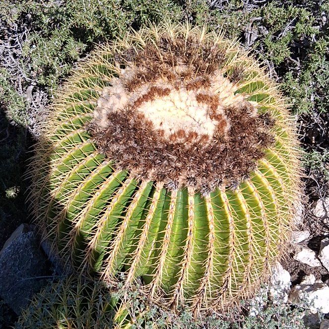 Photo of the plant species Giant Barrel Cactus by @KindYellowtower named Sonora on Greg, the plant care app