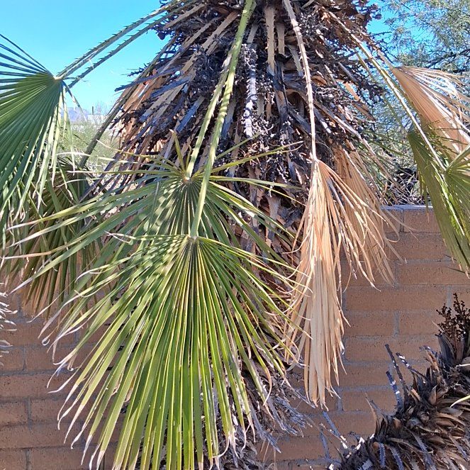 Photo of the plant species California Fan Palm by @KindYellowtower named Shakira on Greg, the plant care app