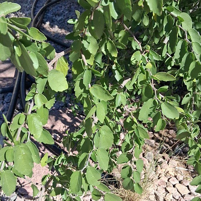 Photo of the plant species Saskatoon by @KindYellowtower named da Vinci on Greg, the plant care app