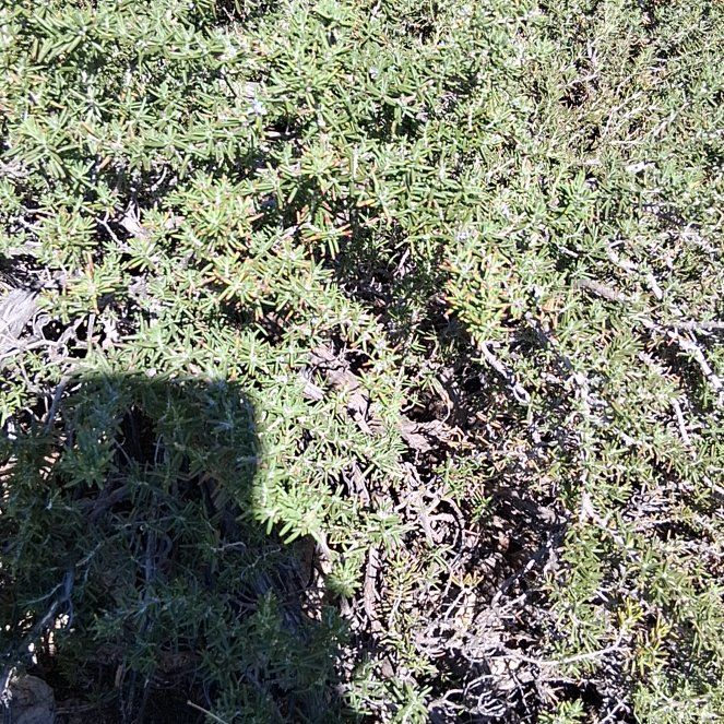 Photo of the plant species Wartleaf Ceanothus by @KindYellowtower named Kardashian on Greg, the plant care app