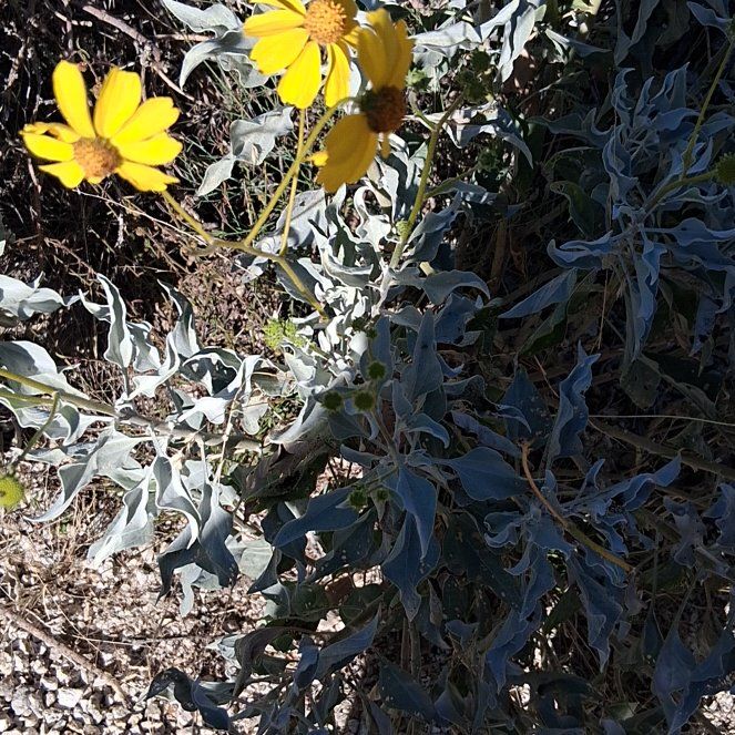 Photo of the plant species Golden Crownbeard by @KindYellowtower named Clooney on Greg, the plant care app
