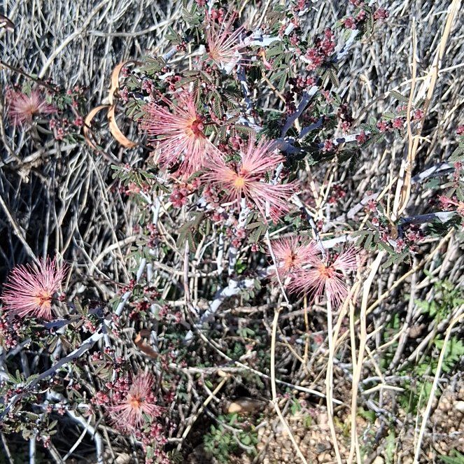 Photo of the plant species Fairy Duster by @KindYellowtower named Osmo on Greg, the plant care app