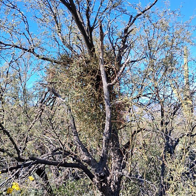 Photo of the plant species European Mistletoe by @KindYellowtower named LiloStitch on Greg, the plant care app