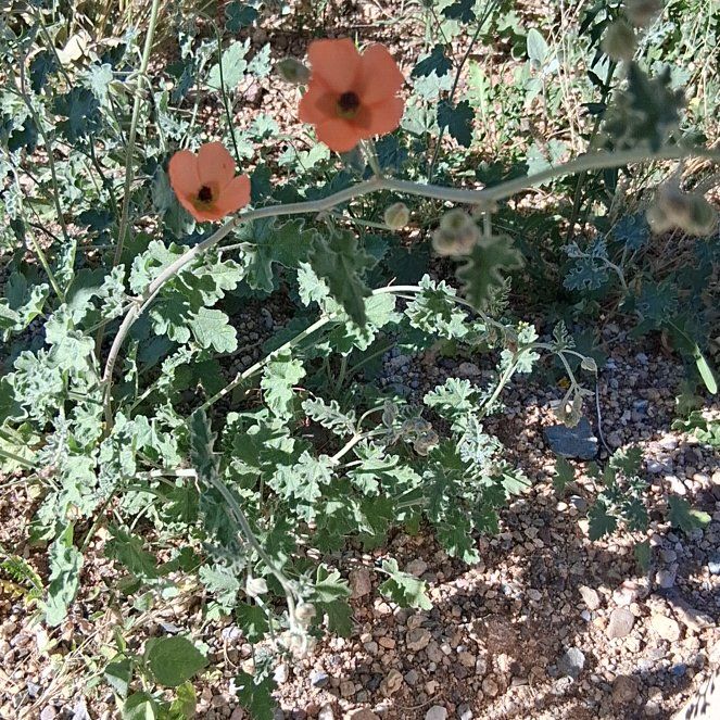 Photo of the plant species Desert Globemallow by @KindYellowtower named Planty on Greg, the plant care app