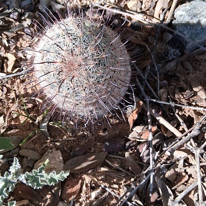 Photo of the plant species Mammillaria sheldonii by @KindYellowtower named Kendall on Greg, the plant care app