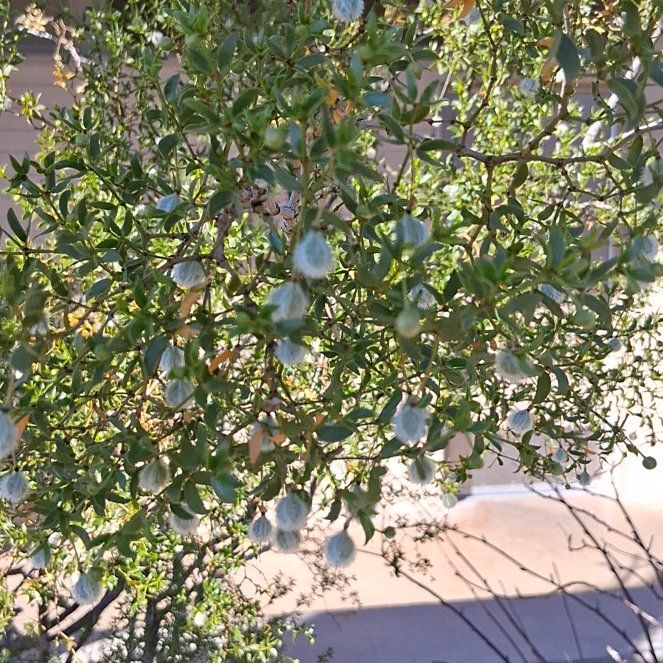 Photo of the plant species Creosote Bush by @KindYellowtower named Sproutacus on Greg, the plant care app