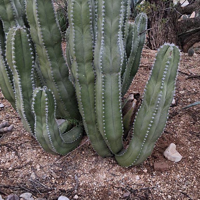 Photo of the plant species Pachycereus Schottii by @KindYellowtower named Beckham on Greg, the plant care app