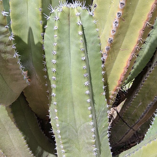 Photo of the plant species Pachycereus Schottii by @KindYellowtower named Kesha on Greg, the plant care app