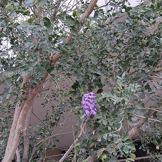 Photo of the plant species Texas Mountain Laurel by @KindYellowtower named Gomez on Greg, the plant care app