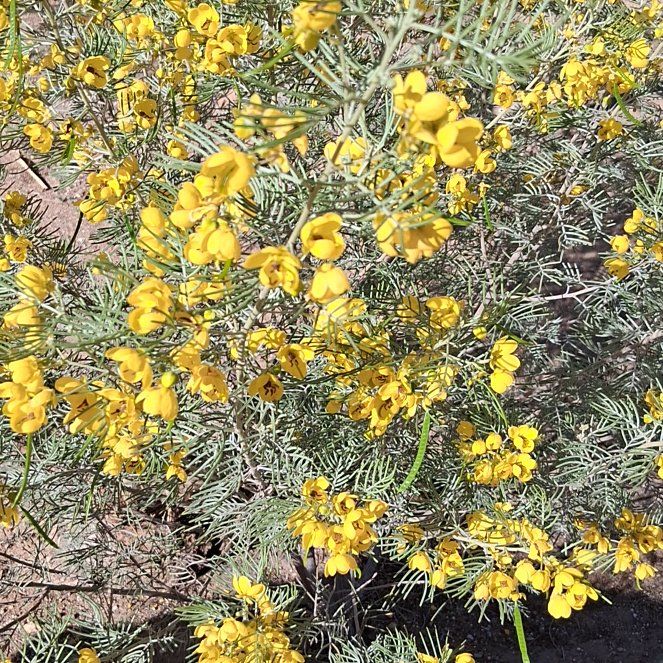 Photo of the plant species Common Gorse by @KindYellowtower named Khaleesi on Greg, the plant care app