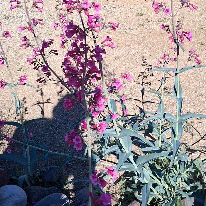 Photo of the plant species Clarkia by @KindYellowtower named Elina on Greg, the plant care app