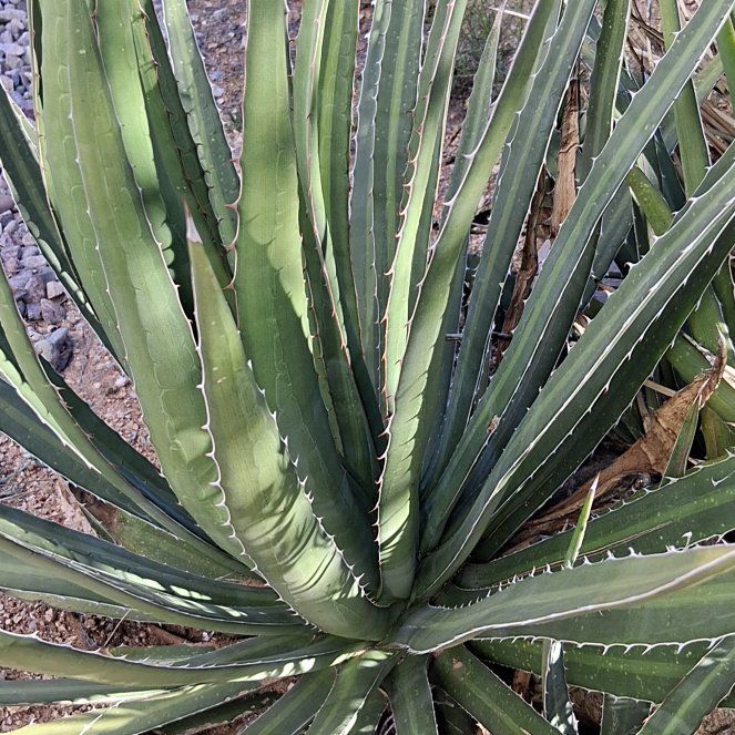 Photo of the plant species Lecheguilla by @KindYellowtower named Treeyoncé on Greg, the plant care app