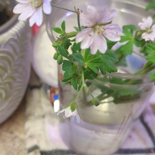 Photo of the plant species Dovefoot Geranium by @DollAmericanelm named Ulysses S Plant on Greg, the plant care app
