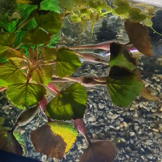 Photo of the plant species Trapa Natans by @DollAmericanelm named Kesha on Greg, the plant care app