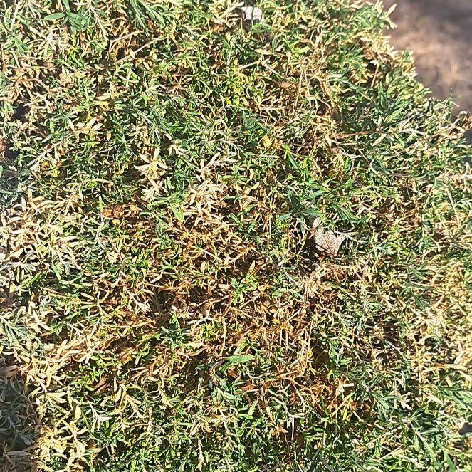 Photo of the plant species Mountain Sandwort by @YesTagetes61 named Gobi on Greg, the plant care app