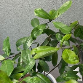 Photo of the plant species yerba mate by @GrandAppletree named Nithin on Greg, the plant care app