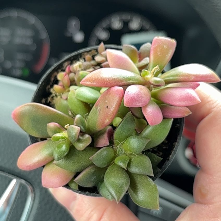 Photo of the plant species Anacampseros telephiastrum by @WholeMayten68 named Gaga on Greg, the plant care app