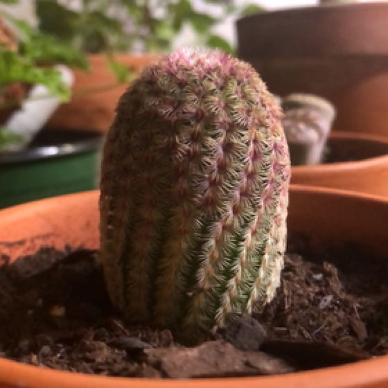 Photo of the plant species Rainbow Hedgehog Cactus 'Rubispinus' by @AnewBokchoi named Barney on Greg, the plant care app