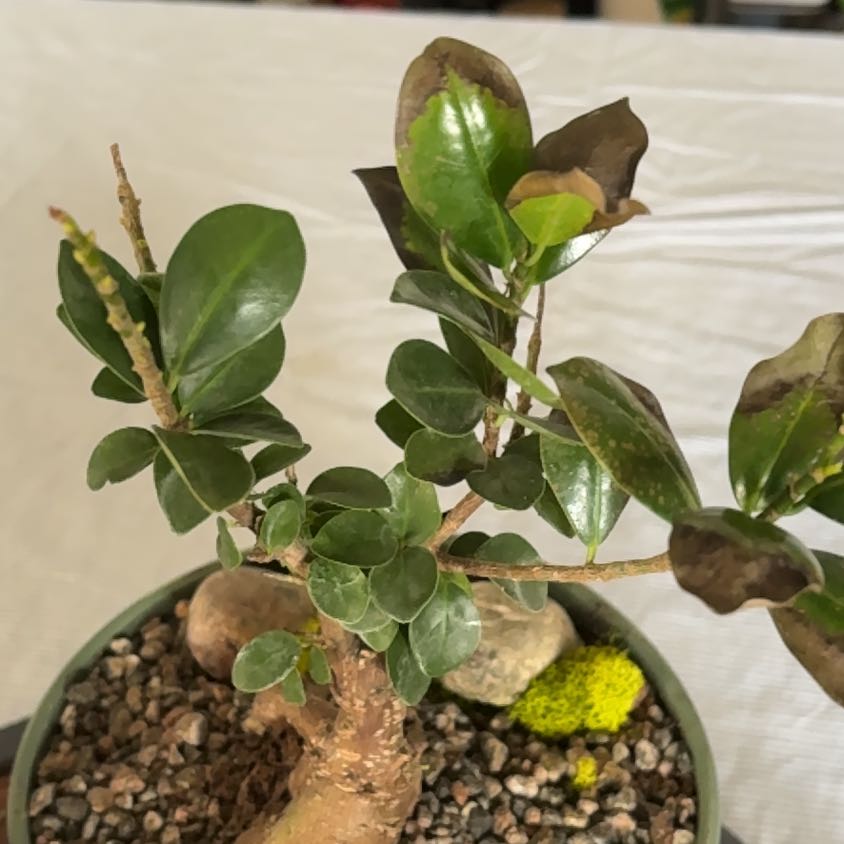 Photo of the plant species Jade Tree by @AgelessNoni45 named Surya on Greg, the plant care app