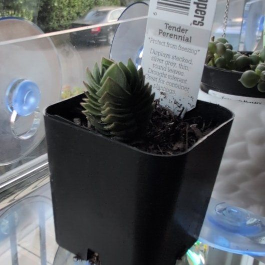 Photo of the plant species Pagoda Mini Jade by @VocalPignut48 named Leaf Erickson on Greg, the plant care app