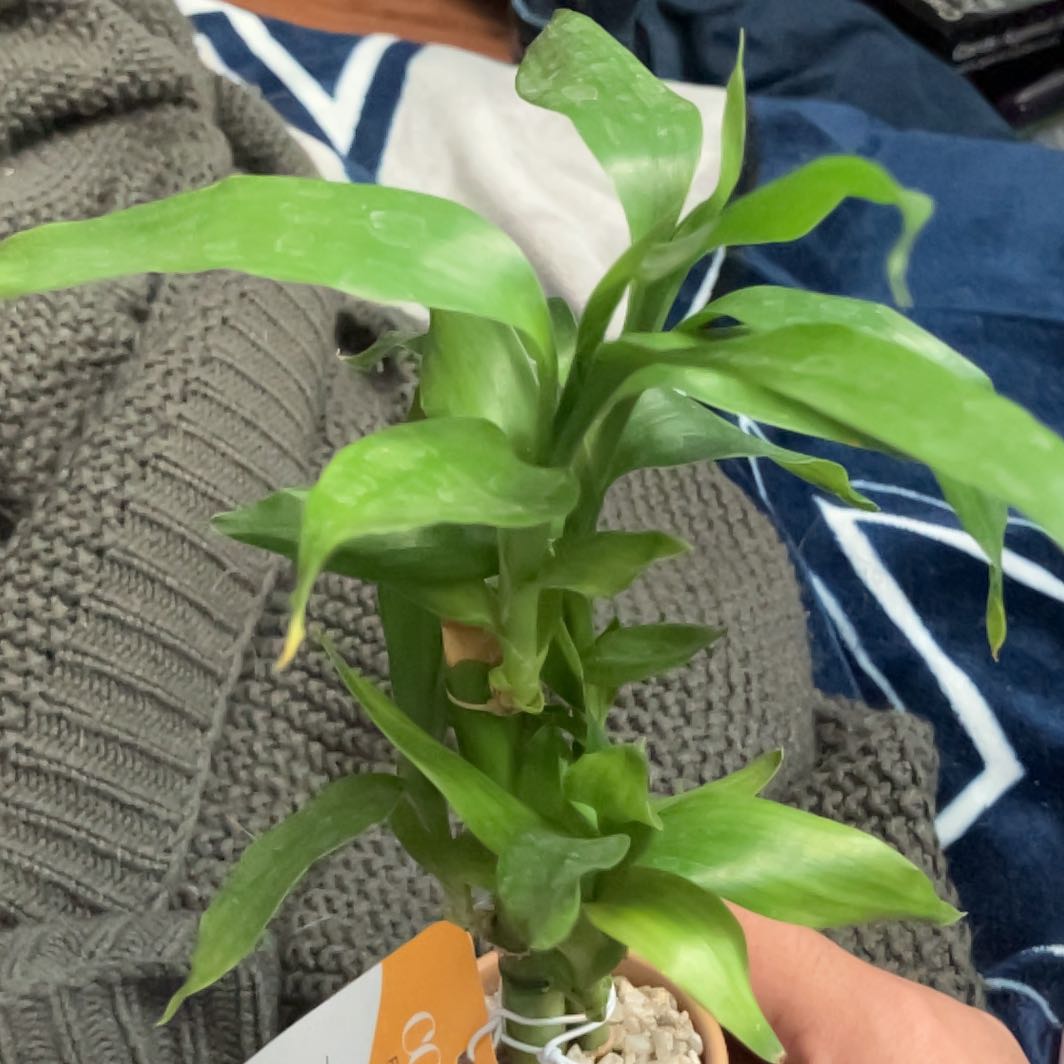 Photo of the plant species Carrot Tree by @ClearOlneya1 named Delilah on Greg, the plant care app