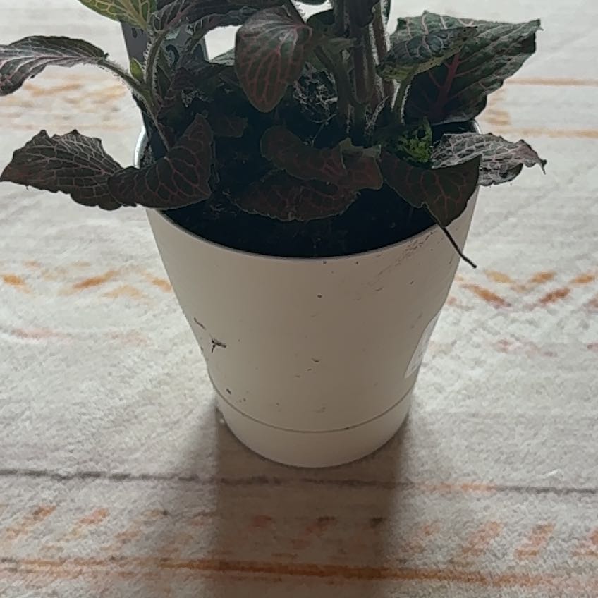 Photo of the plant species Mini Pink Fittonia by @BestLargethyme named Eva on Greg, the plant care app