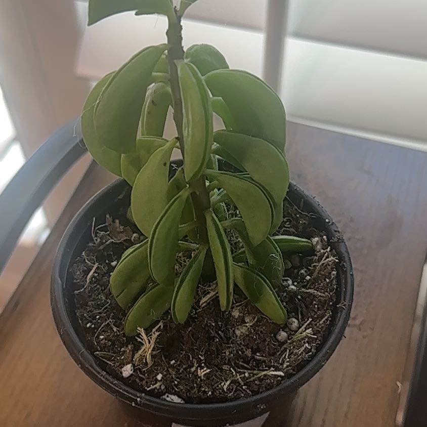 Photo of the plant species Peperomia dolabella by @RefinedLoquat99 named Athena on Greg, the plant care app