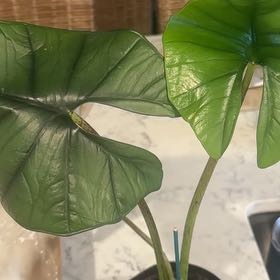 Photo of the plant species Alocasia Bisma Silver by @RefinedLoquat99 named Gregarious on Greg, the plant care app