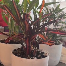 Photo of the plant species Curly Croton Tree by @GodsendLithop87 named da Vinci on Greg, the plant care app
