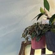 Photo of the plant species Pepperomia santorini by @DollGermanivy named Shakira on Greg, the plant care app