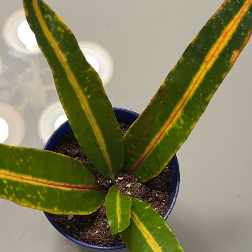 Photo of the plant species Codiaeum by @AlluringComet named Zeus on Greg, the plant care app