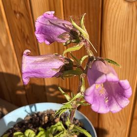Photo of the plant species Canterbury Bells by @AmazingCebenese named Tupot amaroot on Greg, the plant care app