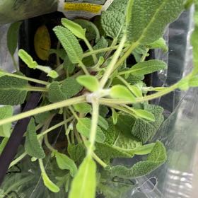 Photo of the plant species Garden Sage by @CopaceticSucc64 named ChloroPhil on Greg, the plant care app