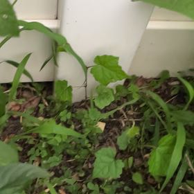 Photo of the plant species Cape Ivy by @222sillyy. named LiloStitch on Greg, the plant care app