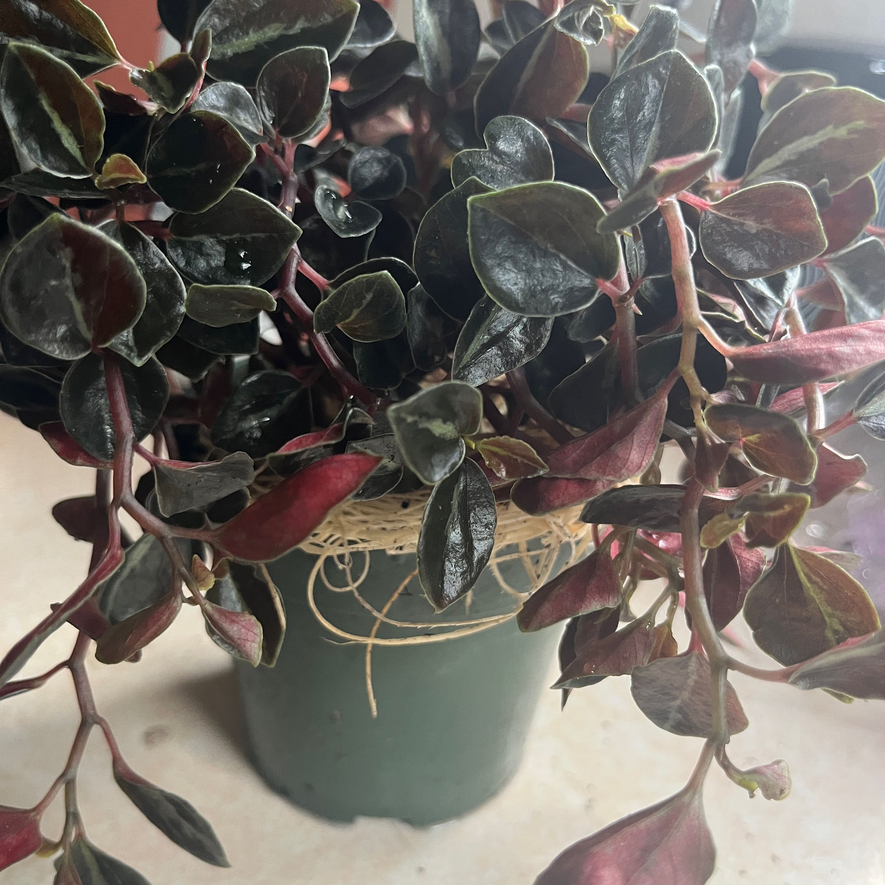 Photo of the plant species Pepperomia Metallica by @GnarlyRedash90 named Figyonce on Greg, the plant care app