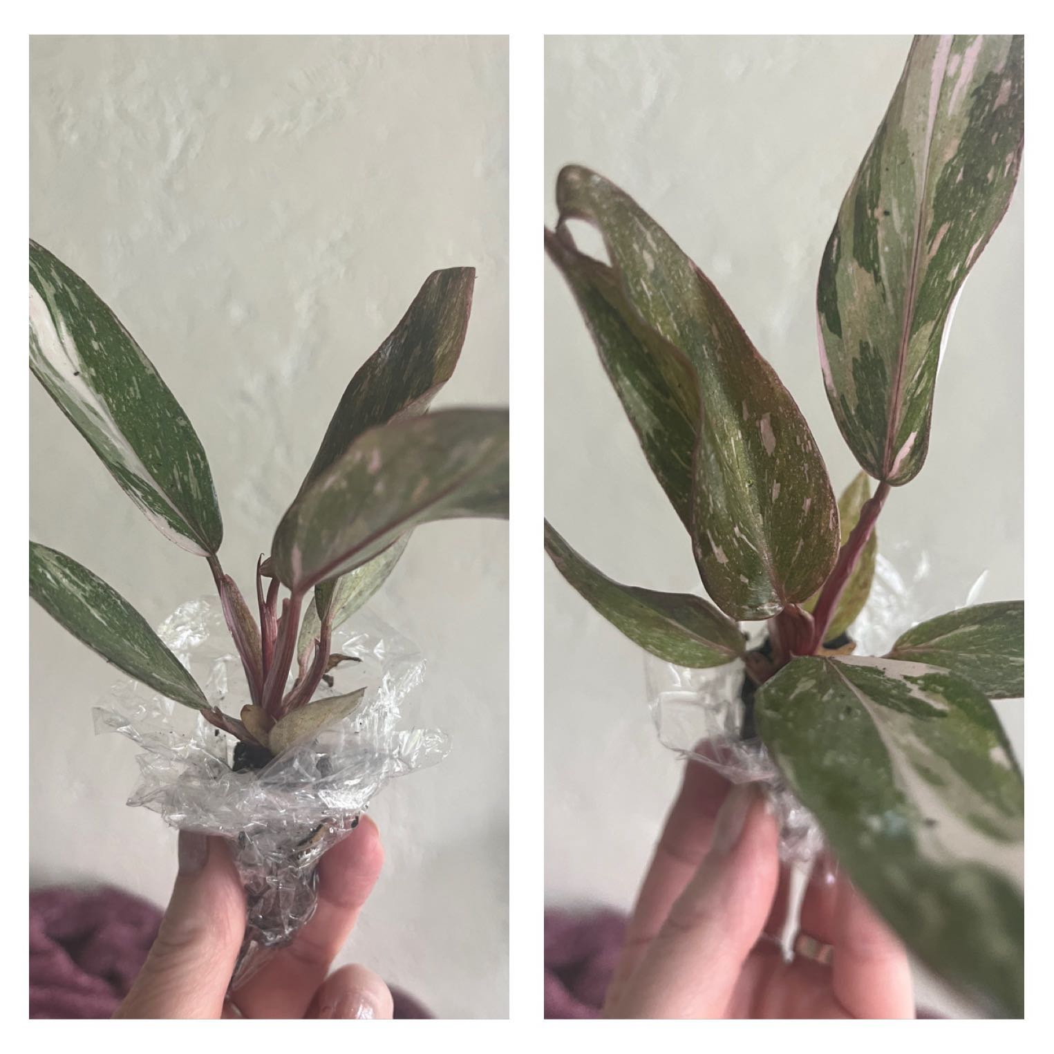 Photo of the plant species pink princess marble galaxy by @GnarlyRedash90 named Emerson on Greg, the plant care app