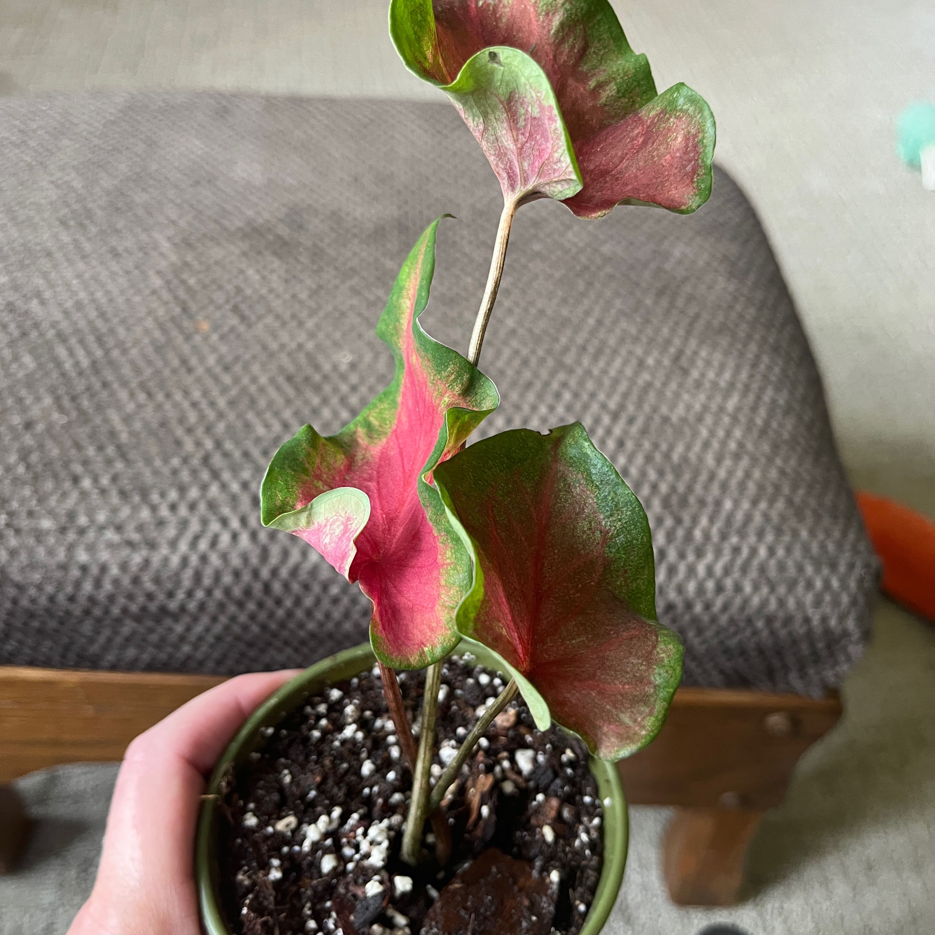 Photo of the plant species Kaladium™ 'Fairytale Princess™' by @GnarlyRedash90 named Elina on Greg, the plant care app