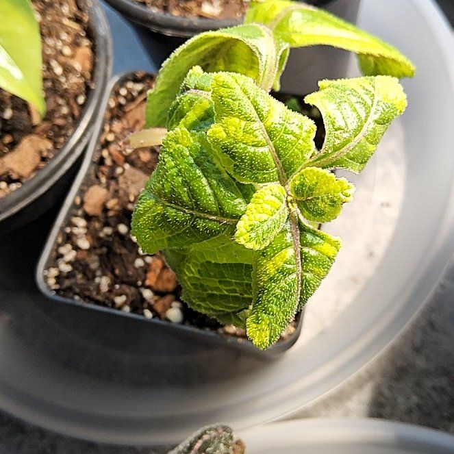 Photo of the plant species Swedish Ivy by @QualifiedColeus named Leaf Erickson on Greg, the plant care app