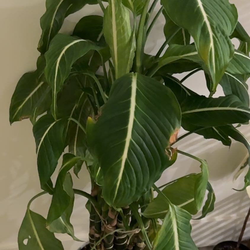 Photo of the plant species Green Magic Dumb Cane by @iushe named Elina on Greg, the plant care app