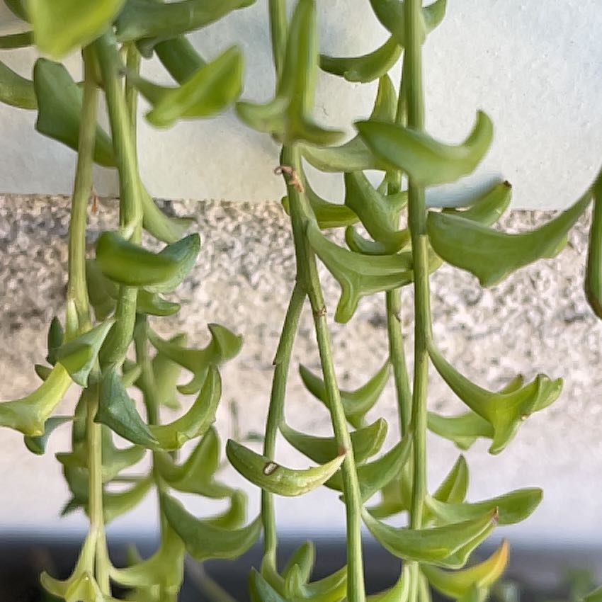 Morgan Treeman | A plant by @BuffGinger2 on Greg
