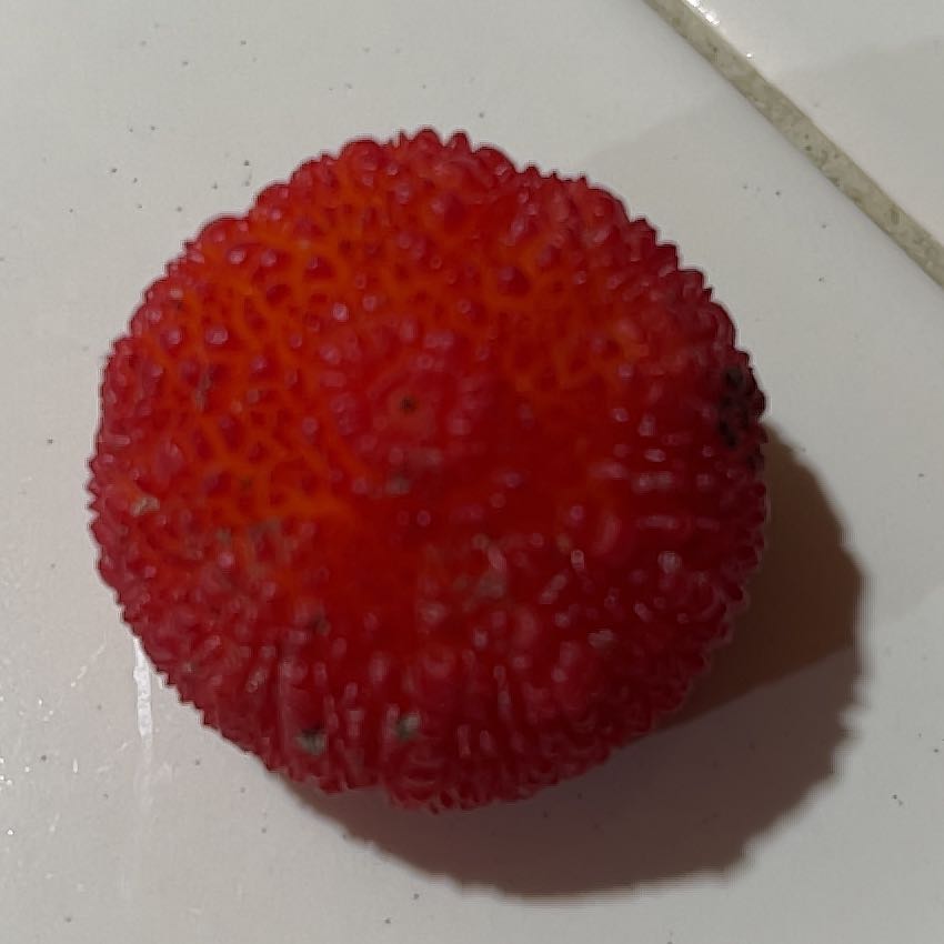 Photo of the plant species Strawberry-Tree by @BuffGinger2 named Mochi on Greg, the plant care app