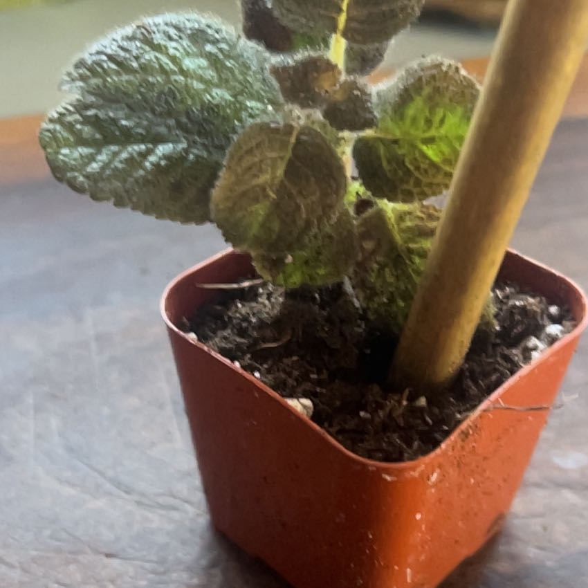 Sproutacus